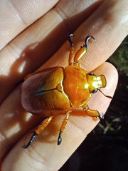 Anoplognathus viriditarsis