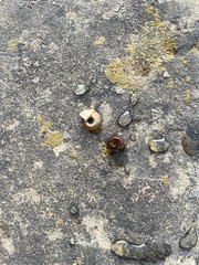 Planorbella trivolvis