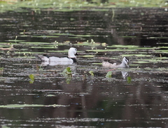 Nettapus coromandelianus