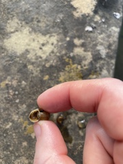 Planorbella trivolvis