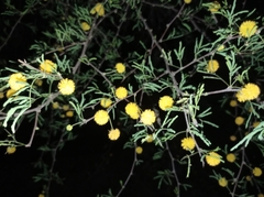 Vachellia farnesiana