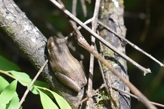 Hyperolius marmoratus taeniatus