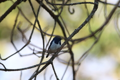 Ficedula superciliaris