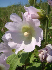 Alcea pallida