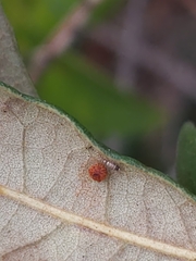 Belonocnema fossoria