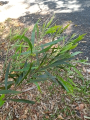 Acacia maidenii
