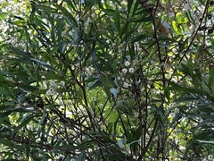 Acacia maidenii