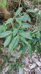 Ilex ficoidea