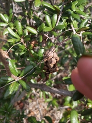 Disholcaspis quercusvirens