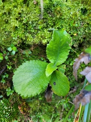 Macrolearia colensoi