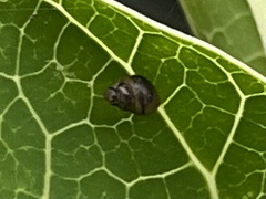 Tornatellinops mastersi