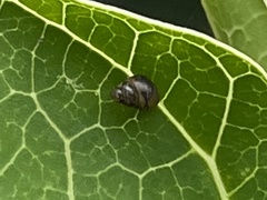 Tornatellinops mastersi