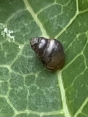 Tornatellinops mastersi
