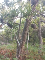 Banksia serrata