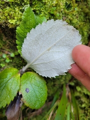 Macrolearia colensoi
