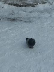 Columba livia domestica