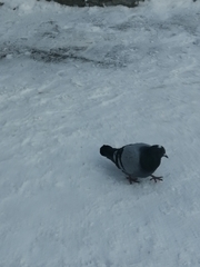 Columba livia domestica