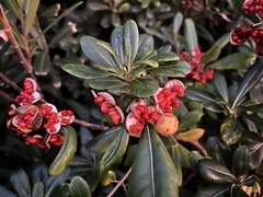 Pittosporum tobira