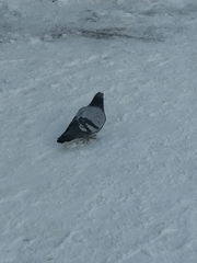 Columba livia domestica