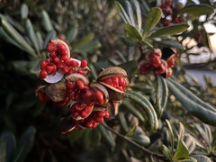Pittosporum tobira