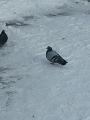 Columba livia domestica
