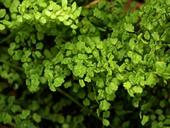 Adiantum aethiopicum