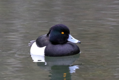 Aythya fuligula