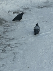 Columba livia domestica