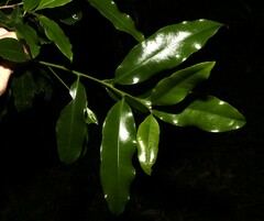 Litsea reticulata