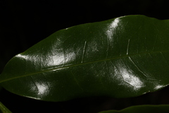 Litsea reticulata