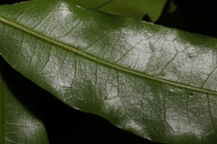 Litsea reticulata