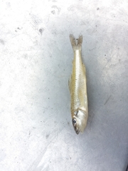 Percopsis omiscomaycus