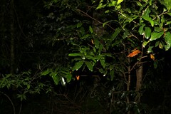 Litsea reticulata