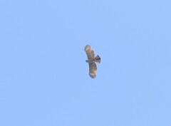 Nisaetus nipalensis