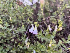 Salvia microphylla