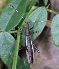 Micrelytra fossularum