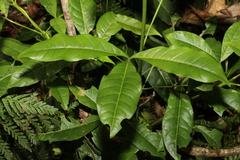 Melicope micrococca