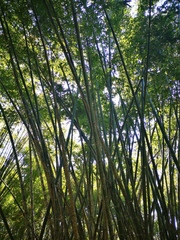 Bambusa