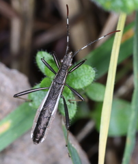 Micrelytra fossularum