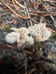 Lentinellus