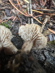Lentinellus