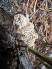 Lentinellus