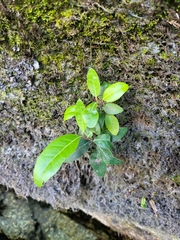 Olearia avicenniifolia
