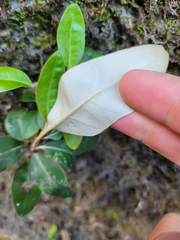 Olearia avicenniifolia