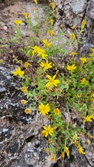 Heterotheca hirsutissima