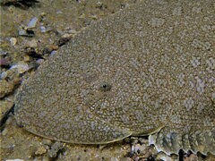 Rock Sole photo 1
