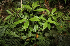 Melicope micrococca