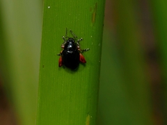 Arsipoda holomelaena