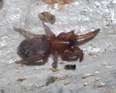 Scotophaeus scutulatus