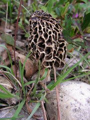 Morchella americana
